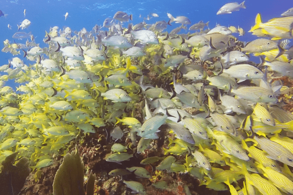 Banco de peces en buceo en Playa del Carmen